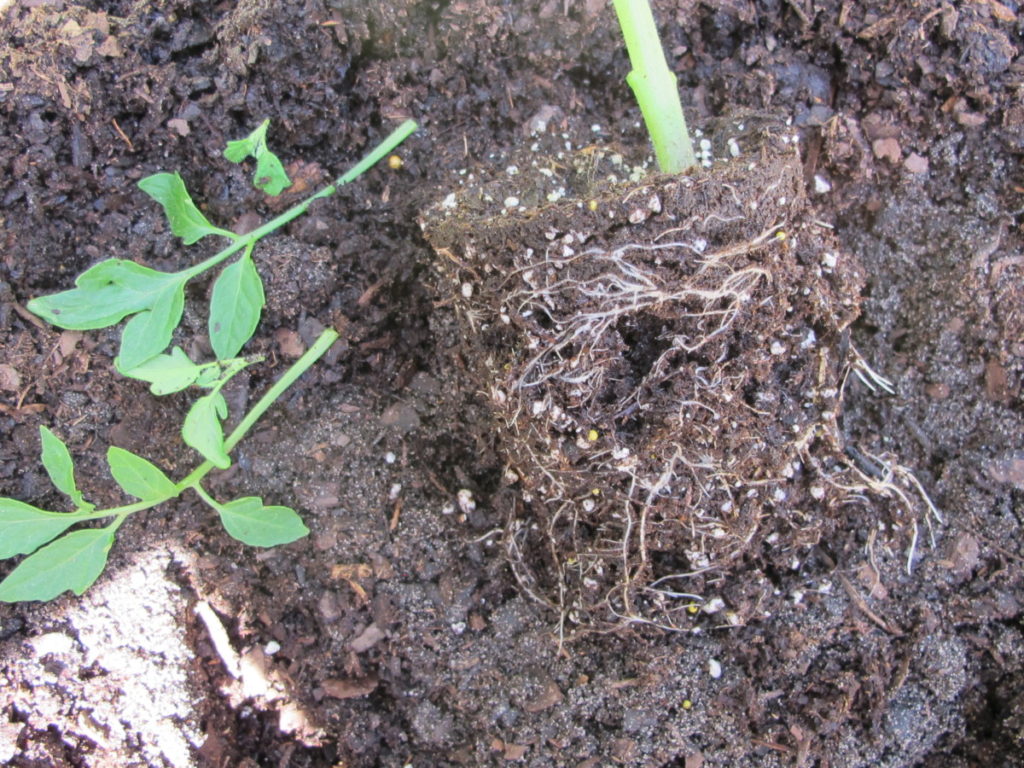 tomato transplant