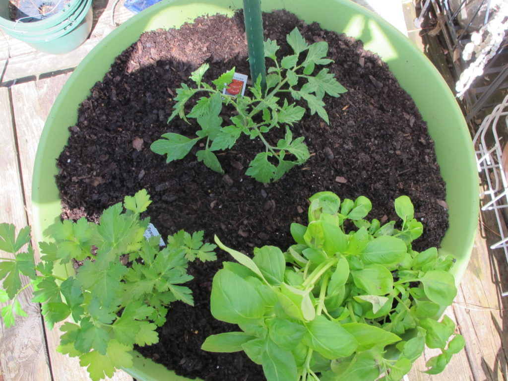 herb gardens, with tomato