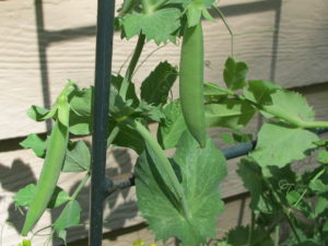 pea vine