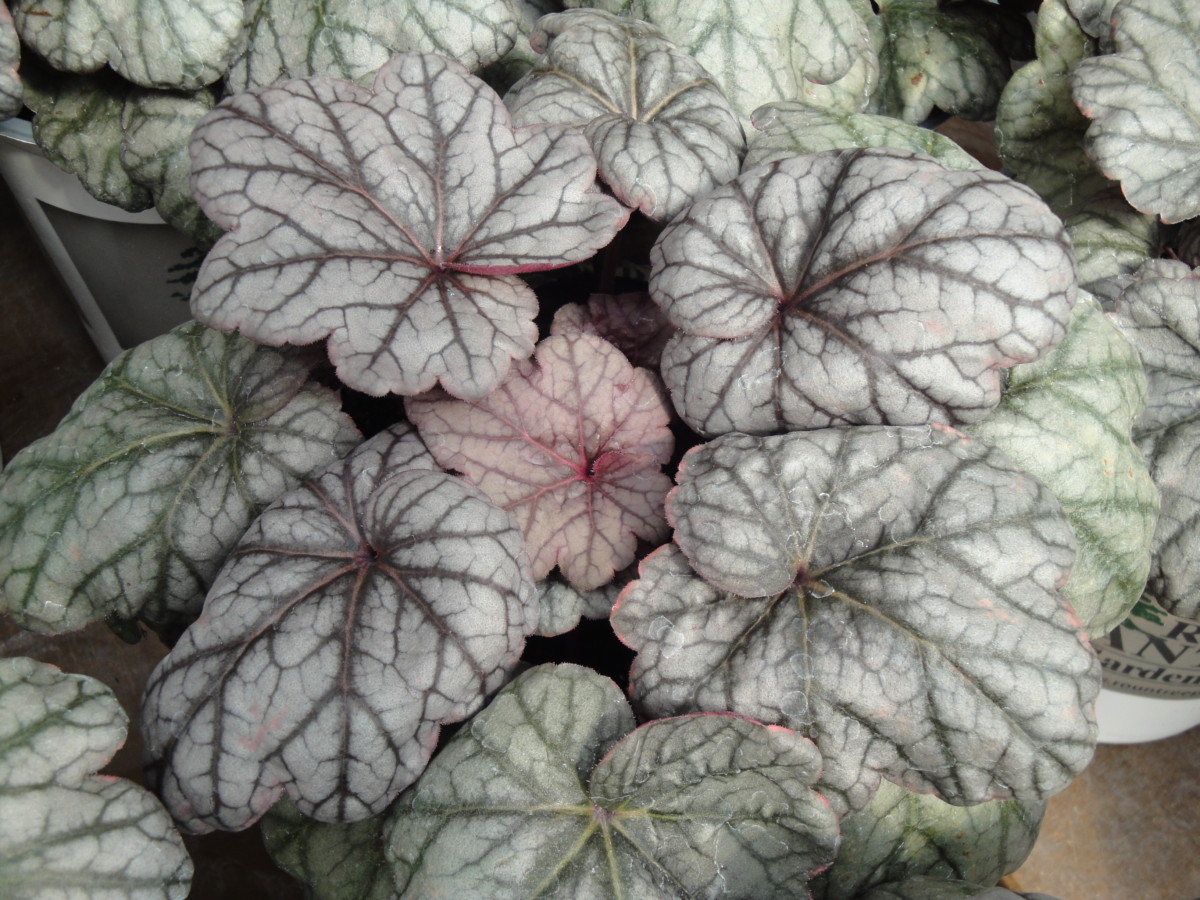 heucheras need hardening off when coming from a greenhouse
