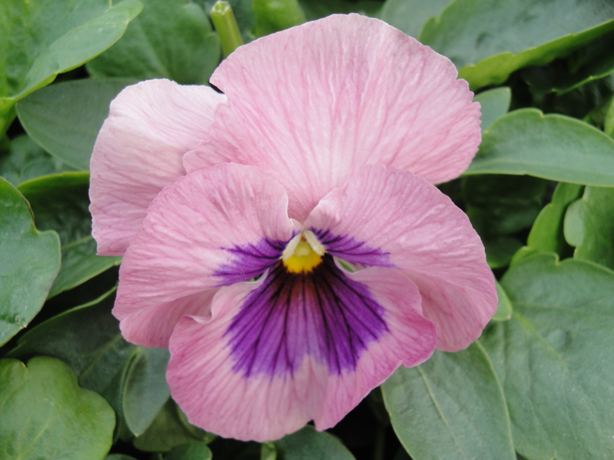 pink pansy flower