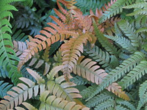 Dryopteris 'Golden Mist', ferns for porch planter