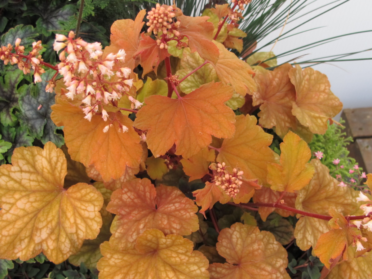 orange leaves of heuchera, plant after hardening off