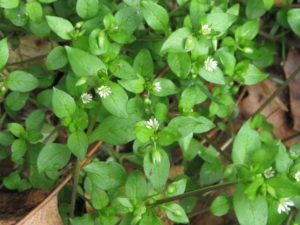 chickweed, quick tips: remove the seeds