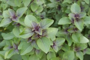 mini purple basil