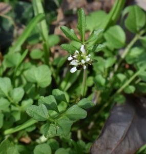 bitter cress. Quick tip: remove weeds before they seed about.