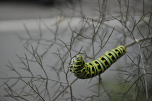 caterpillar on fennel