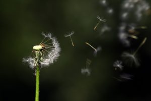 dandelion seed head, pappus