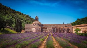 lavender field