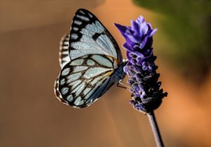 lavender with butterfly