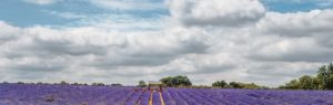 field of lavender