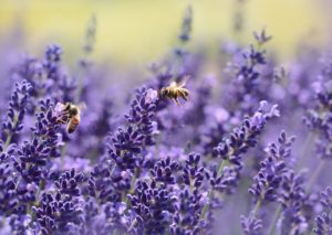 lavender attracts many kinds of pollinators, bees