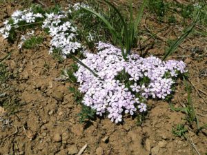 sandy soil