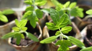 young tomato plants