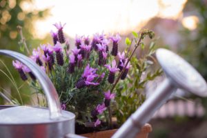 watering can, with lavender stoechas