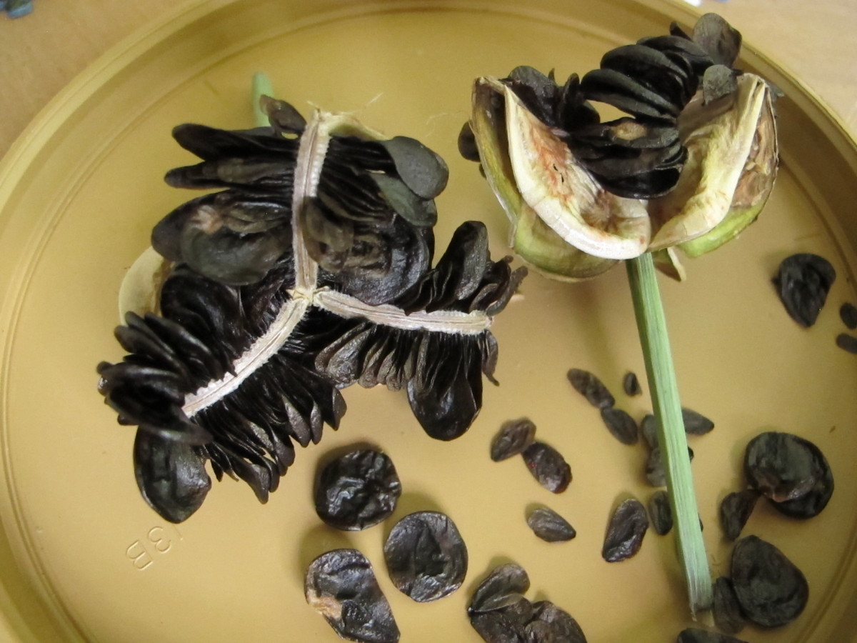 amaryllis seedpods