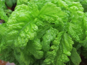 Valentino basil.