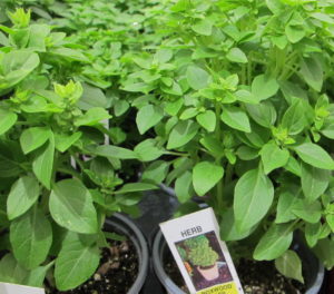 'Boxwood' basil