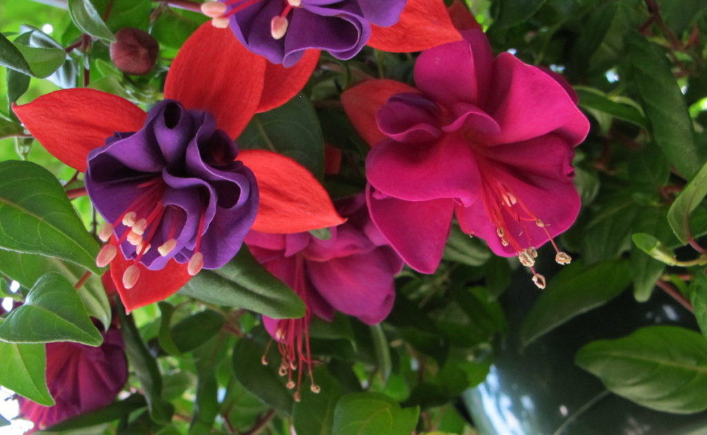 fuchsia flowers