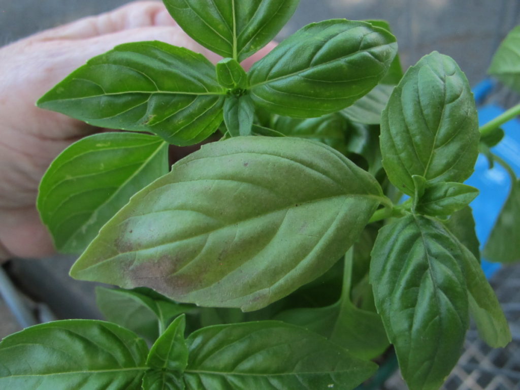 basil downy mildew