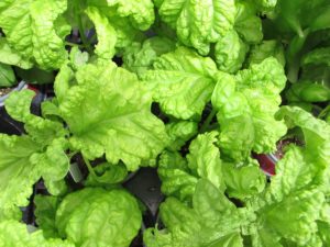 lettuce-leaf basil