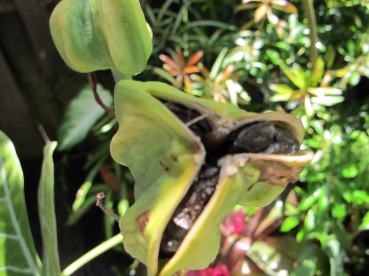 amaryllis seedpods