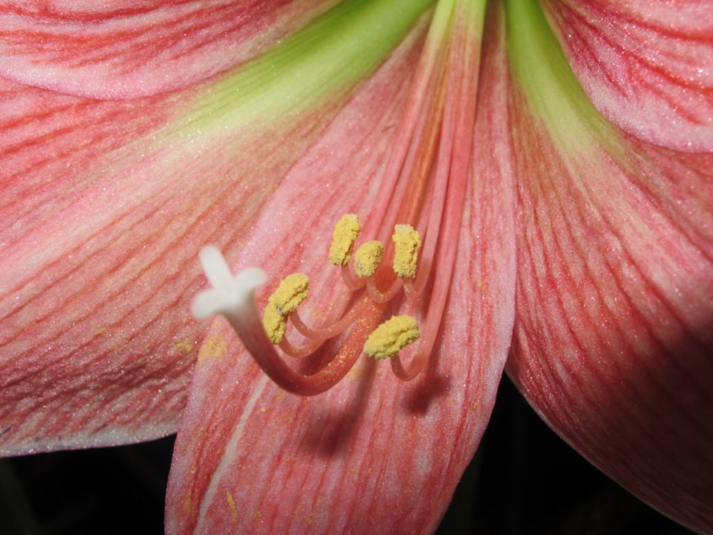 amaryllis with stigma and pollen