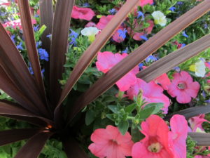 coral, maroon, blue combo