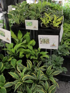 hosta signs