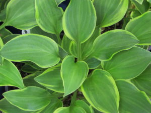 Golden Tiara hosta