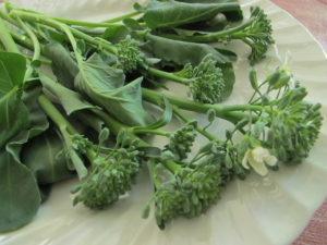 broccoli happy rich, one of my favorite cool season greens