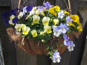 wire basket with cool wave pansies