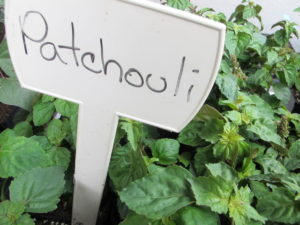 patchouli