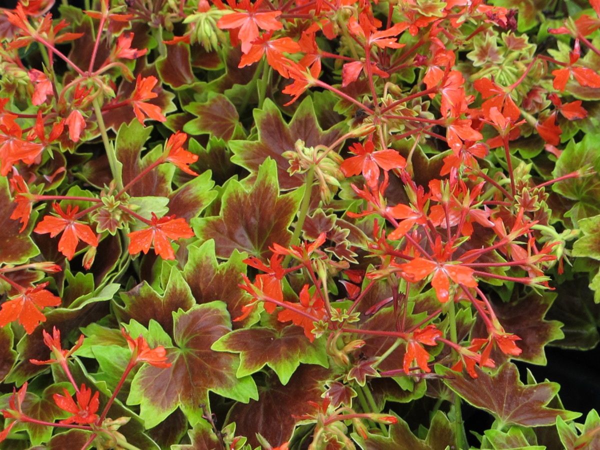 stellar geranium at the garden show