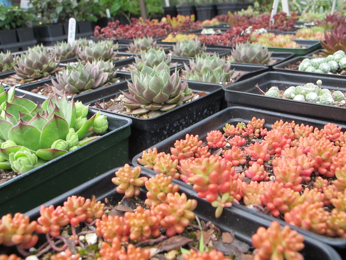 succulents for a strawberry jar