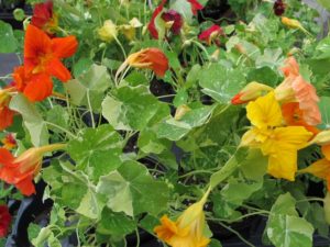 nasturtium 'Alaska', edible flowers and greens