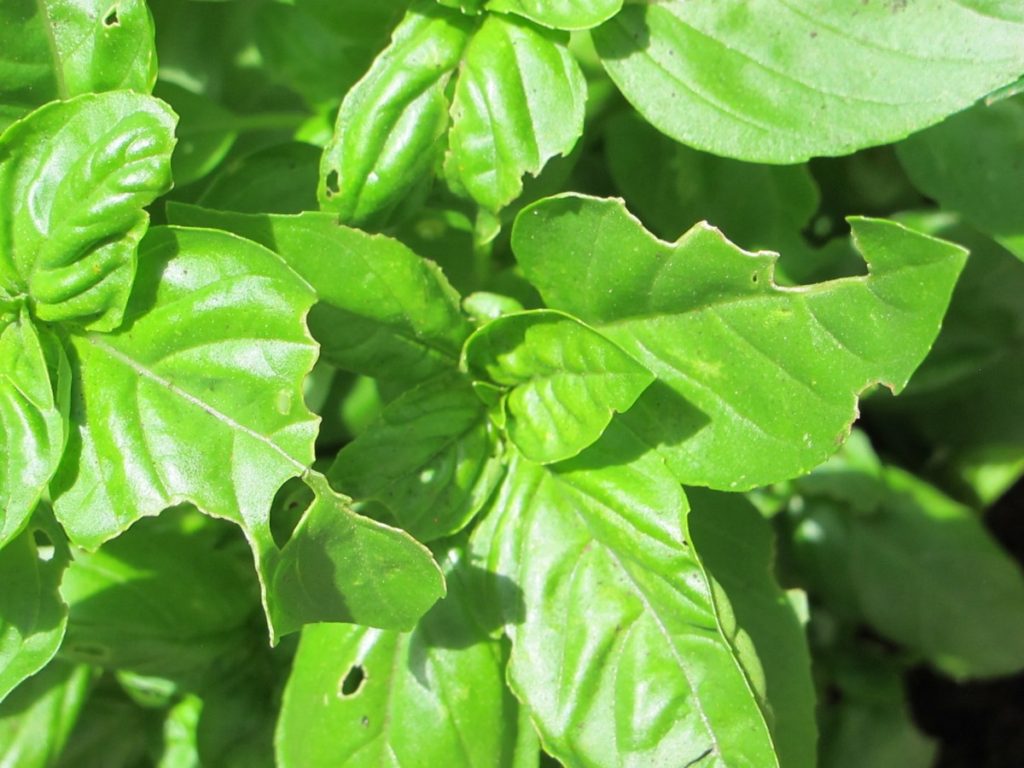 basil with slug damage