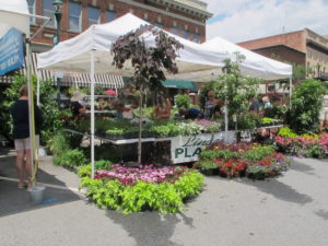 Lindas plants, Hendersonville garden jubilee