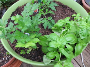 tomato, basil, parsley seedlings in 20" pot