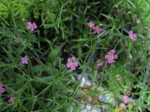 pink gypsophila