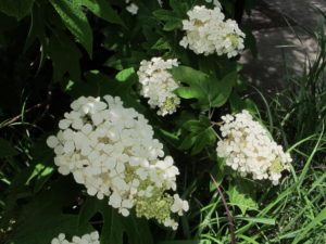 oaklead hydrangea, Hendersonville garden show