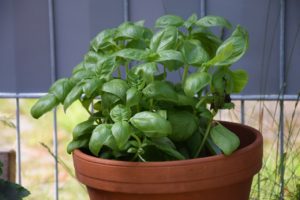 basil in pot