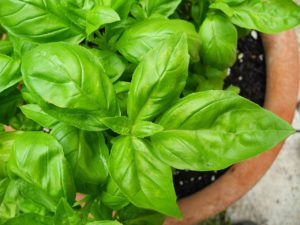 basil seedlings in clay pot