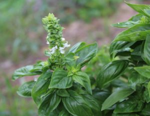 basil, in flower