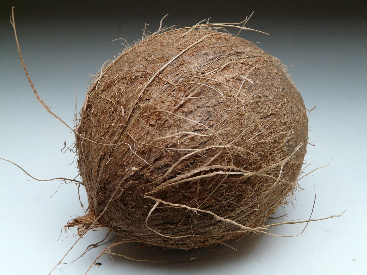 coconut