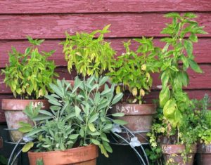 basil in pots