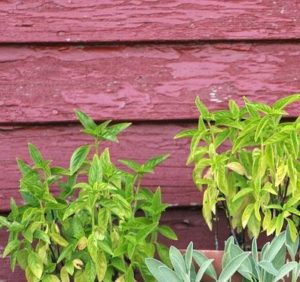 basil in pots, these herb gardens need fertilizer