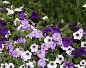 purple, lavender, white combination for hanging basket