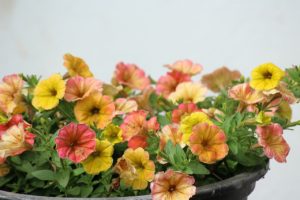 warm colors calibrachoa, great plant for hanging basket