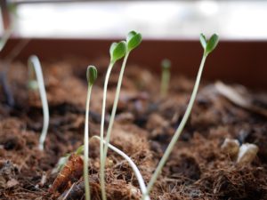 stretching seedlings